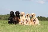 LABRADOR  & GOLDEN RETRIEVER 069